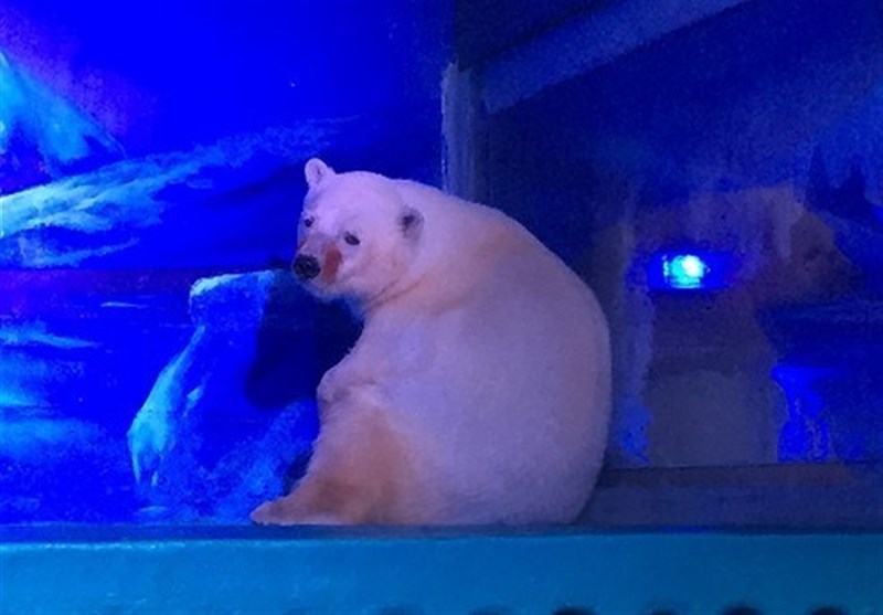 مخالفت مسئولان چین با انتقال غمگین‌ترین خرس قطبی+فیلم و عکس