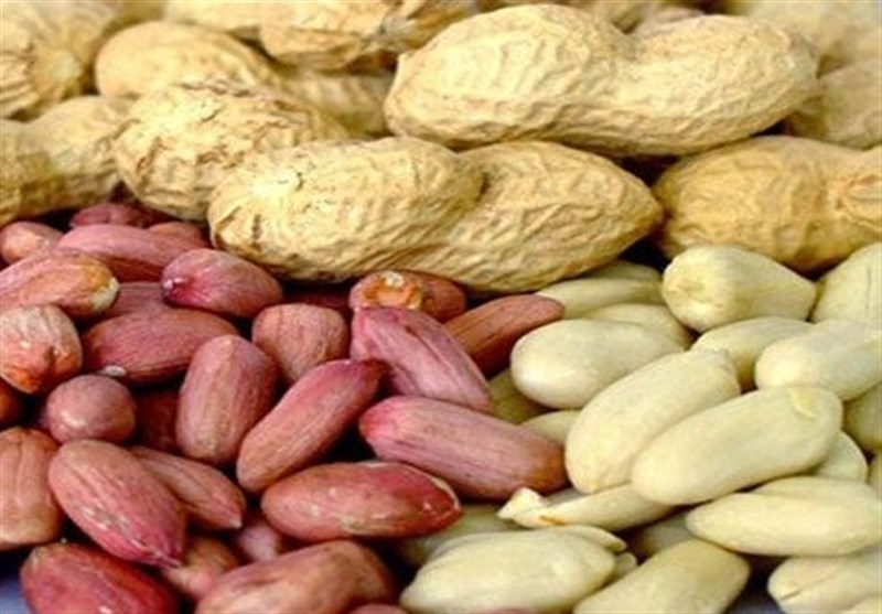 آستانه اشرفیه 71 درصد از بادام زمینی کشور را تولید می‌کند