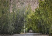 8000 نهال در پارک جنگلی همدان غرس می‌شود
