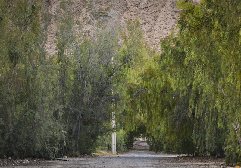 پارک جنگلی تولد در استان اردبیل ایجاد می‌شود