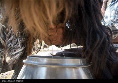 دوشیدن شیر توسط عشایر استان فارس