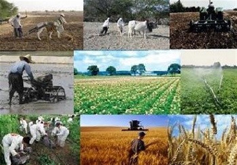 44 کشاورز نمونه در استان گلستان انتخاب شدند