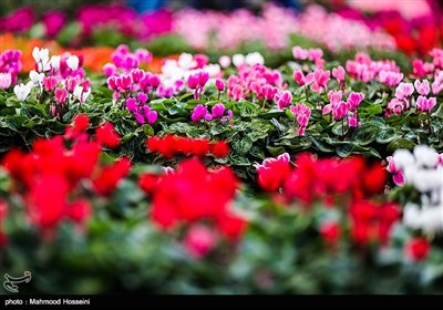 Tehran Hosts 8th Seasonal Flower Exhibition