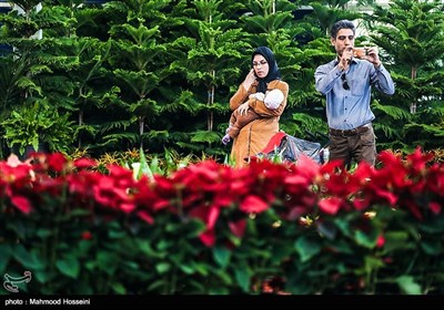 Tehran Hosts 8th Seasonal Flower Exhibition