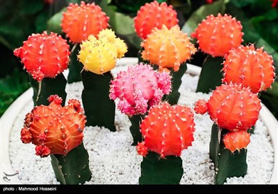 Tehran Hosts 8th Seasonal Flower Exhibition