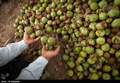 سرمازدگی به 2 هزار هکتار از اراضی گردوی استان همدان خسارت زد