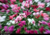 محموله گل‌های زینتی قاچاق در استان مازندران متوقف شد