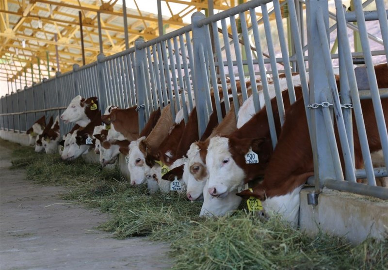امکان خودکفایی در تولید گوشت قرمز با پرورش گاو سیمنتال