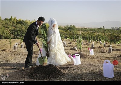 مشروع "شتلة لکل زواج وولادة فی زنجان"