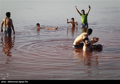 میهمانان دریاچه ارومیه