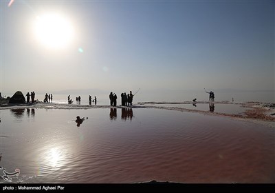 میهمانان دریاچه ارومیه