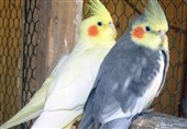 طوطی عروس هلندی