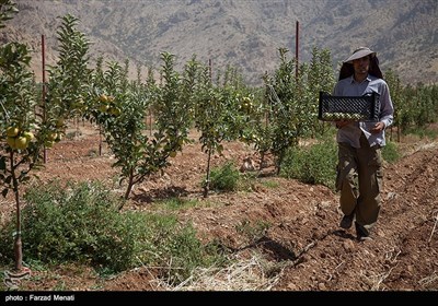 افتتاح بزرگترین باغ مدرن سیب در غرب کشور - کرمانشاه