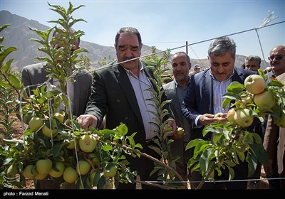 افتتاح بزرگترین باغ مدرن سیب در غرب کشور - کرمانشاه