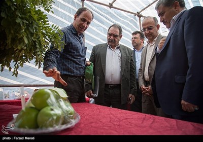 افتتاح بزرگترین باغ مدرن سیب در غرب کشور - کرمانشاه