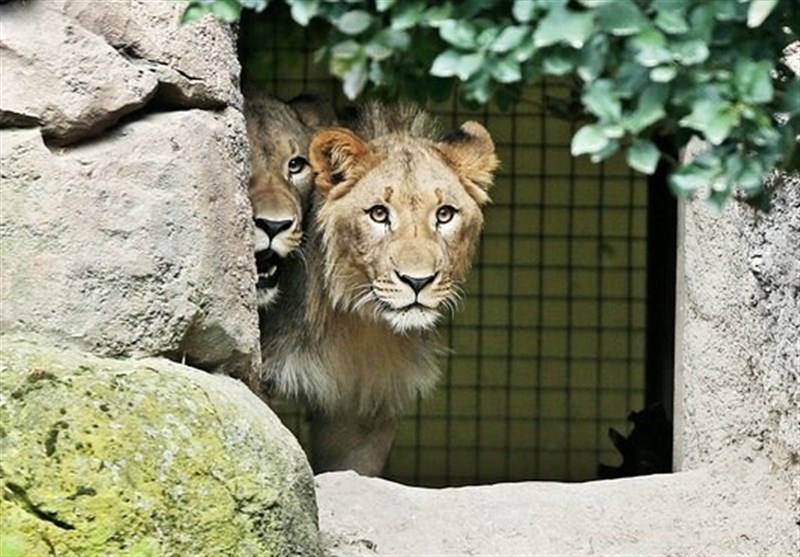 فرار از باغ‌وحش به قیمت جان؛ یکی از دو شیر فراری باغ‌وحش آلمان کشته شد