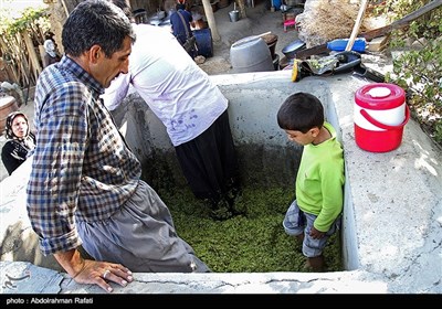 شیره پزی سنتی در روستای مانیزان ملایر