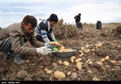 آغاز کشت بیش از 4 هزار هکتار سیب زمینی در جنوب کرمان