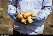 3000 تن سیب‌زمینی پاییزه از مزارع نهاوند برداشت می‌شود