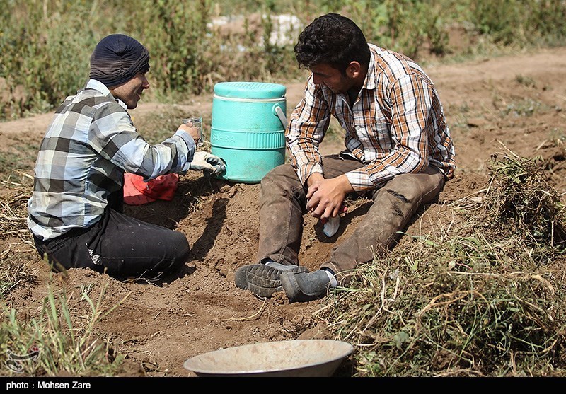5000 هکتار از اراضی شهرستان نمین به کشت سیب‌زمینی اختصاص یافت