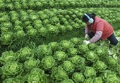 فیلم// مزرعه فوق‌پیشرفته «کاهو» در ژاپن با بازدهی 100برابر