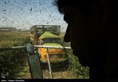 برداشت ذرت علوفه ای در تهران