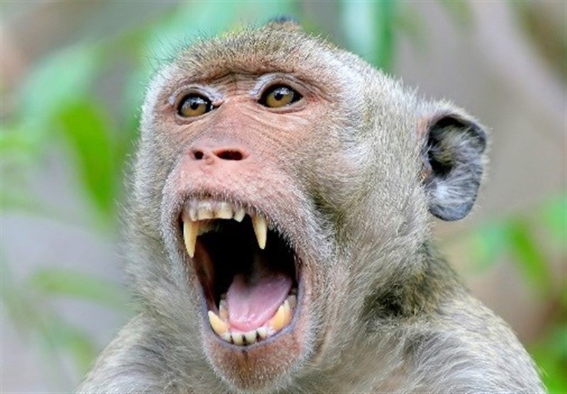 میمون‌ها گونه مهاجم حیات وحش ایران هستند