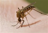 گوگل پشه‌های ناقل بیماری را منقرض می‌کند!