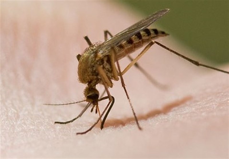 گوگل پشه‌های ناقل بیماری را منقرض می‌کند!