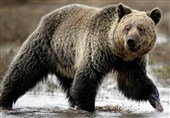حمله دلهره‌آور خرس گریزلی به یک شکارچی+ فیلم و عکس