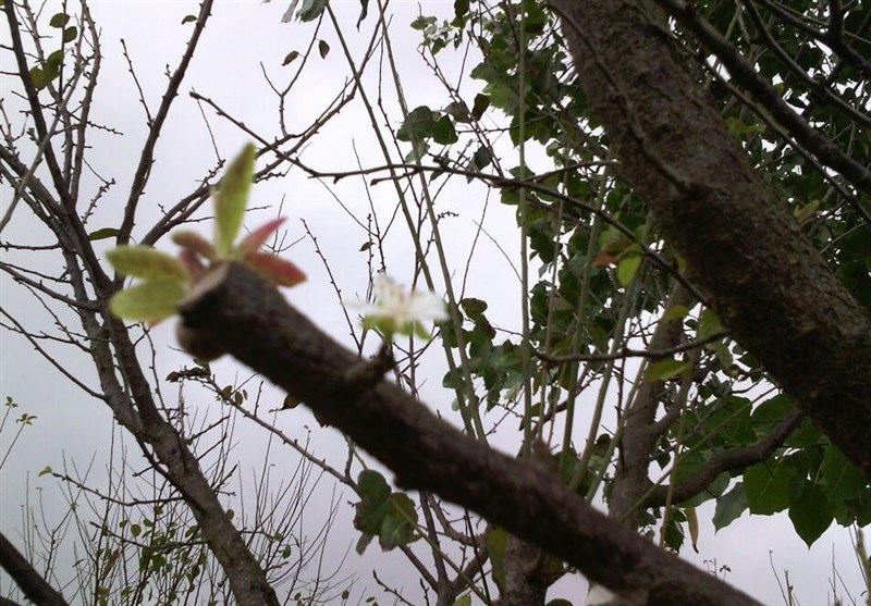 درختان گوجه سبز در گیلان بر اثر فریب‌خوردگی آب و هوایی شکوفه دادند