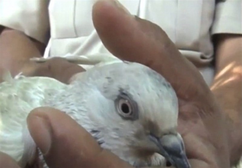 بازداشت کبوتر جاسوس توسط مرزبانی هند + فیلم و عکس
