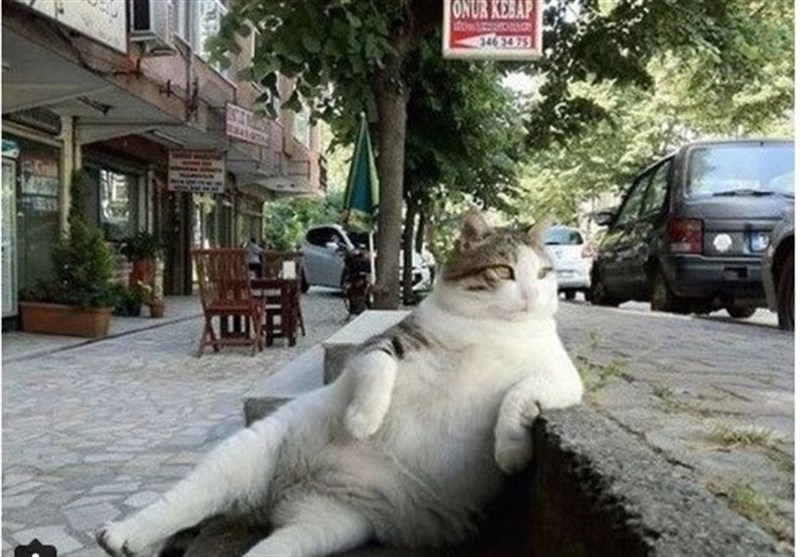 مجسمه «تمبیلی» گربه معروف استانبول رونمایی شد+عکس و فیلم