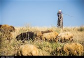 مسئولان برای کاهش قاچاق دام در جنوب استان کرمان تلاش کنند
