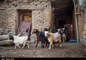 سنندج| وضعیت دامداری و دامپروری در کردستان+تصاویر