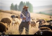 دامداری سنتی در سنندج