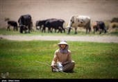 تعطیلی 51 درصد واحدهای گاوداری شیری استان همدان