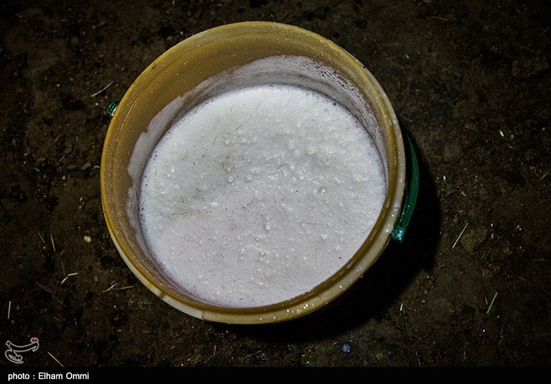 اصفهان| وعده 6 ساله خرید تضمینی شیر و قانون‌های فراموش شده‌؛ افزایش قیمت به جیب دامدار سرازیر نمی‌شود