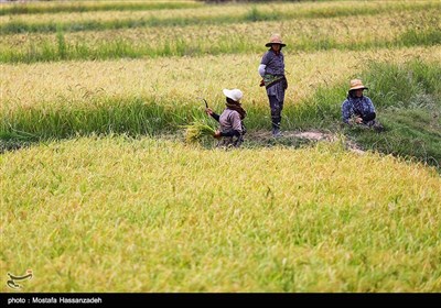 برداشت برنج از شالیزارهای گلستان