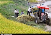 54 درصد فرآیند کشت برنج در گیلان مکانیزه شد
