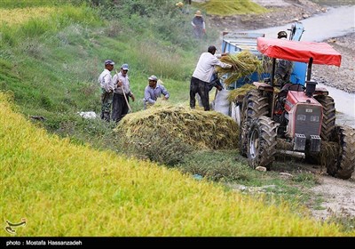 حصاد الأرز فی محافظة کلستان