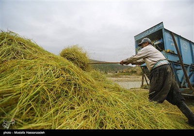 حصاد الأرز فی محافظة کلستان