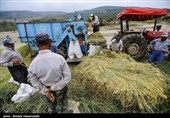 رشت| 8000 نفر در استان گیلان متقاضی دریافت تسهیلات اشتغال روستایی هستند