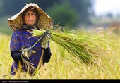 1200 تن برنج در شهرستان لنده برداشت می‌شود