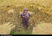 برداشت برنج از شالیزارهای گلستان