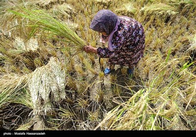 برداشت برنج از شالیزارهای گلستان