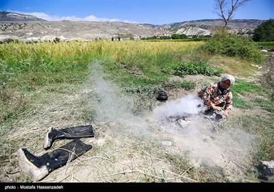 حصاد الأرز فی محافظة کلستان
