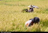 برداشت برنج از شالیزارهای گلستان