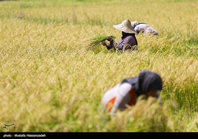 برداشت برنج از شالیزارهای گلستان