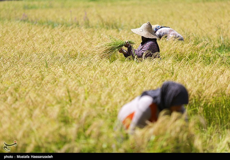 تولید برنج گیلان‌غرب در سال زراعی امسال 9 درصد افزایش یافت